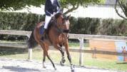 Hongre 7 ans SF Normandie