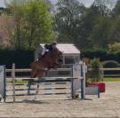 Hongre 7 ans SF Normandie