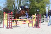 Hongre 7 ans SF Normandie