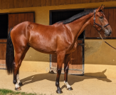Hongre 7 ans SF Normandie