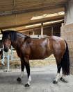 Jument Franche Montagne 8 ans