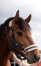 Jument Franche Montagne 8 ans