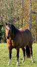 Jument Franche Montagne 8 ans