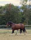 Jument Franche Montagne 8 ans