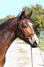 Ruin Franse rijpony PFS Te koop 2022 Donker bruin / bai ,  JACKSON ST HYMER
