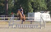 Ruin Franse rijpony PFS Te koop 2022 Donker bruin / bai ,  JACKSON ST HYMER