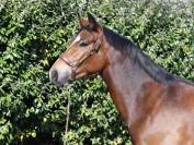 Ruin Franse rijpony PFS Te koop 2022 Donker bruin / bai ,  JACKSON ST HYMER