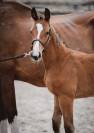 Magnifique foal par Cashpaid J&F