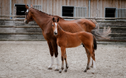 Magnifique foal par Cashpaid J&F