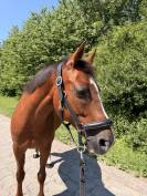 &Agrave; vendre Ponette de 11 ans 