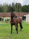 Jument SF 11 ans pour Amateur Elite