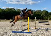 Jument SF 11 ans pour Amateur Elite