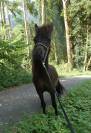 Cheval Miniature am&eacute;ricain