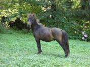 Cheval Miniature am&eacute;ricain