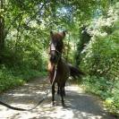 Cheval Miniature am&eacute;ricain
