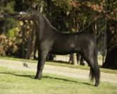 Cheval Miniature am&eacute;ricain