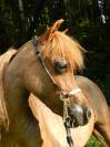 Cheval Miniature am&eacute;ricain