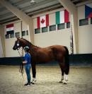 ? Deamon de Chachalix Z&ndash; 2 ans &ndash; Futur cheval de sport