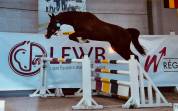 ? Deamon de Chachalix Z&ndash; 2 ans &ndash; Futur cheval de sport