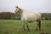 Ponette qualiteuse 6 ans
