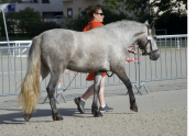 Ponette qualiteuse 6 ans