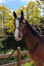 Warco de Wemmel, 4 ans 