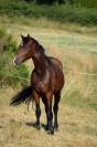 Hongre KWPN a vendre 4 ans 