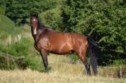 Hongre KWPN a vendre 4 ans 
