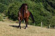 Hongre KWPN a vendre 4 ans 