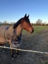 ponette D &agrave; vendre 