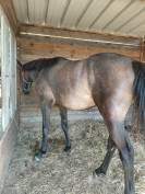 Pouliche sf de 2 ans 