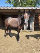 Pouliche sf de 2 ans 