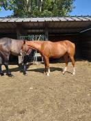 Pouliche pfs de 2 ans