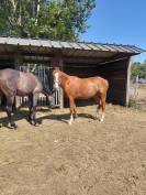 Pouliche pfs de 2 ans
