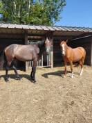 Pouliche pfs de 2 ans