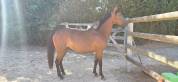Ponette new forest 2 ans  1m38 actuellement 