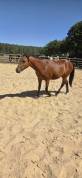 Ponette new forest 2 ans  1m38 actuellement 