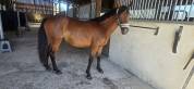 Ponette new forest 2 ans  1m38 actuellement 
