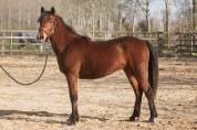 Ponette new forest 2 ans  1m38 actuellement 