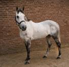 Jument Cheval de Sport Irlandais A vendre 2020 Gris