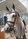 Jument Cheval de Sport Irlandais A vendre 2020 Gris
