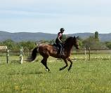 Jument de Sport CSO 