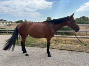 Lilith des lilas 5ans 