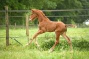 Qour&egrave;ge Grez Neuville Foal de Dressage