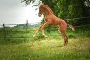 Qour&egrave;ge Grez Neuville Foal de Dressage