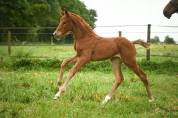 Qour&egrave;ge Grez Neuville Foal de Dressage