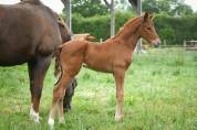 Qour&egrave;ge Grez Neuville Foal de Dressage