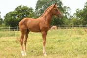 Qour&egrave;ge Grez Neuville Foal de Dressage