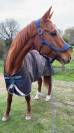 Cheval de loisirs &agrave; vendre 
