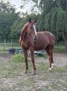 Cheval de loisirs &agrave; vendre 